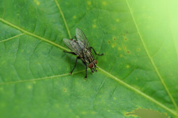 Fototapeta premium ハエ アップ 夏