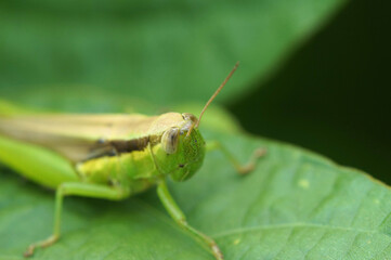 黒豆畑のイナゴ　害虫　8月　夏
