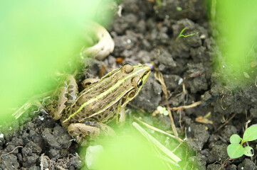 黒豆畑で見かけたトノサマガエル　8月