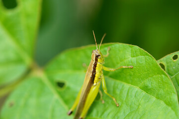 黒豆畑のイナゴ　害虫　8月　夏