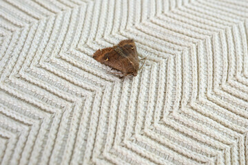 brown insect, Clothes moth, sitting on a white woolen sweater, selective focus, pest concept,...
