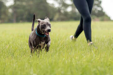 Gray american staffordshire terrier mix at the park on green grass