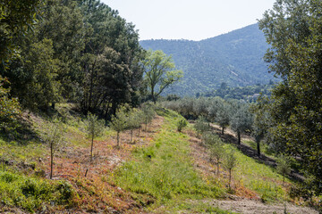 Fototapeta na wymiar Nouvelle plantation d'Oliviers, Massif des Maures, Var, Provence-Alpes-Côte d’Azur, France