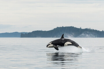 Jumping Transient Orca, marsouins de chasse, le détroit de Johnstone, au nord de l& 39 île de Vancouver, Canada