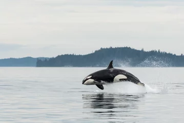 Papier Peint photo Orca Jumping Transient Orca, marsouins de chasse, le détroit de Johnstone, au nord de l& 39 île de Vancouver, Canada