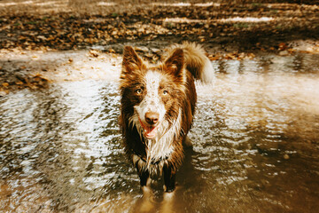 Funny dirty dog ina mud puddle with happy expression on summer, spring, autumn season