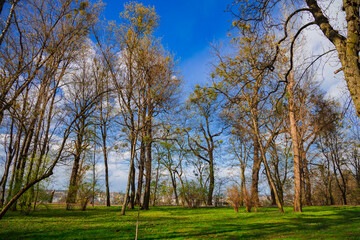 September autumn season park calm nature environment space scenic view photography from below with bare branches and clear weather day time blue sky background