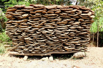 Cow dung cakes popularly from Gujarat and are being used as alternative fuel for cooking in India. - Image