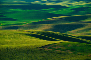 View from the Palouse, Washington State with rolling green wheat agricultural farm fields