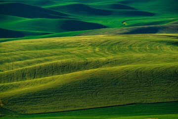 View from the Palouse, Washington State with rolling green wheat agricultural farm fields