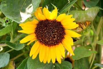 Sunflower blooming. Close-up of sunflower. - Image