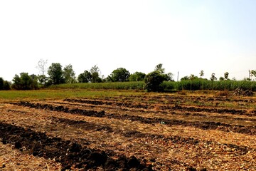 View of agriculture farm in India