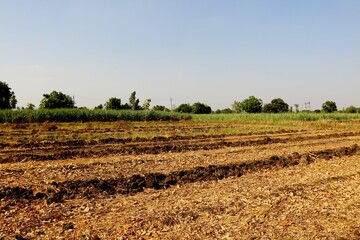 Fototapeta na wymiar View of agriculture farm in India