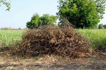 Bunch of dry pant stick in farm