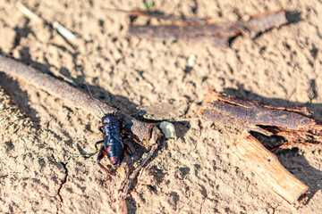 Cricket Orthopteran Insect on the ground