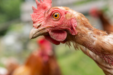Portrait of a tettered free-range hen after it was rescued from a laying battery, environmental husbandry