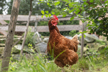 Portrait of a free-range chicken on a meadow, environmental husbandry