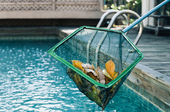 Cleaning swimming pool of fall leaves with skimmer.