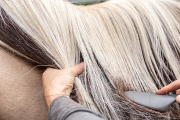 Horse grooming: A person brushing the mane of a horse