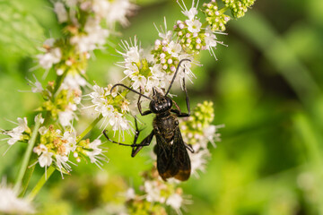 Great Black Digger Wasp on Mint Flowers