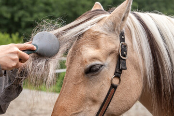 Horse grooming: A person brushing the mane of a horse © Annabell Gsödl