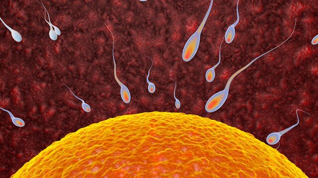 Fertilization is the fusion of haploid gametes, egg and sperm Concept Fertilization and Implantation 3D rendering illustration