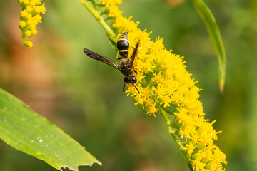 Lobed Mason Wasp on Goldenrod Flowers