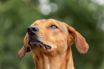 Portrait of a chestnut-brown short haired mongrel dog