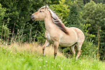 Portrait of a norewegian fjord horse wth long mane  on a wildflower meadow