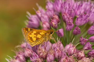 Peck's Skippper Butterfly on Chive Flowers