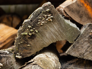 Close up of the cut end of a seasoned log with fungus
