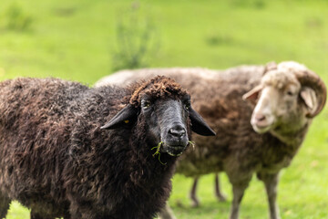 portrait of a black sheep on a meadow with a ram in the background