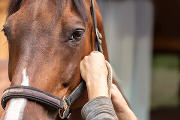 A person puts a collar on a brown horse; close-up