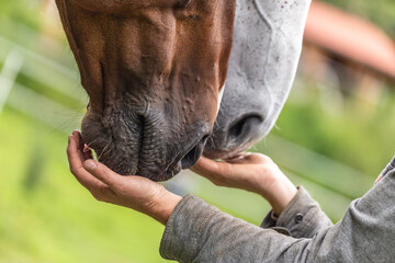 Close-up of a horse nose sniffing curiously the hand of a person