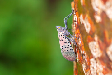  Lycorma delicatula, Lycorma delicatula is a planthopper and infesting