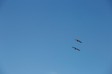 gaviotas