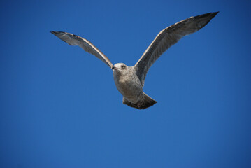 Juvenile herring gull underside. Young Larus argentatus flying against the blue sky