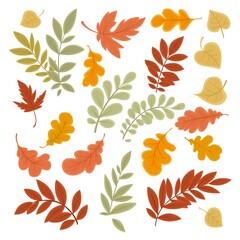 Autumn leaves red and yellow isolated on white background