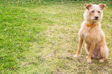yellow puppy sitting on grass