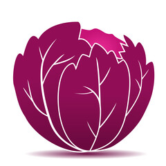 Vector icon of fresh red cabbage. Red cabbage vegetable illustration design.