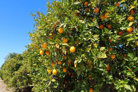 Orange Tree in Redlands, California, with Ripe Oranges