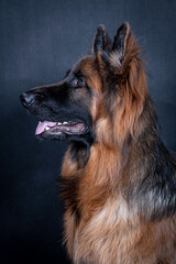 Young long haired German Shepherd