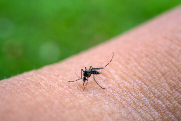 Aedes aegypti Mosquitoe bite and feeding blood on wrinkle skin.Aedes mosquitoes bring dengue disease.Aedes mosquitoes carry dengue fever.