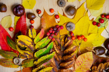 Autumn composition. Selective focus yellow, red, green, brown autumn leaves, chestnuts, rowan, acorns on beige wooden background. Hugge concept with copy space. Top view, flat lay.