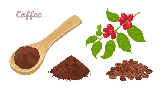 Coffee set. Ground coffee in a wooden spoon, heap of whole beans and a branch of a plant with coffee berries. Vector illustration in cartoon flat style.
