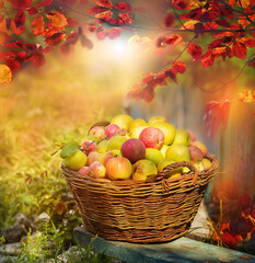 Wicker vintage basket with colorful apples and branches with colorful autumn leaves.