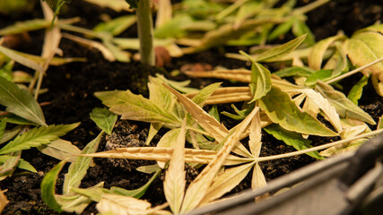 legalization of marijuana in the world. Recreational use of marijuana.