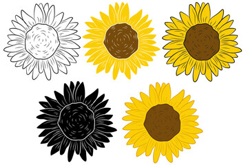 Set of Sunflower vector illustration. Sunflower isolated. Botanical flower illustration. Yellow summer flower. Vector illustration