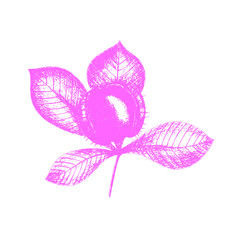 Chestnut imprint stamp pink, vector hand drawing, icon, branch with leaves and fruit, isolated on white background. Vector illustration