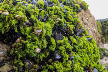 Mussels and Seaweed Clinging to a Rock on a Beach Intertidal Zone